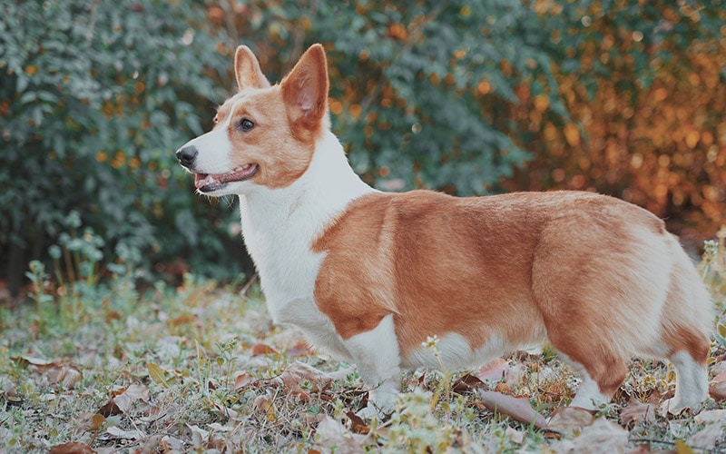 red pembroke welsh corgi
