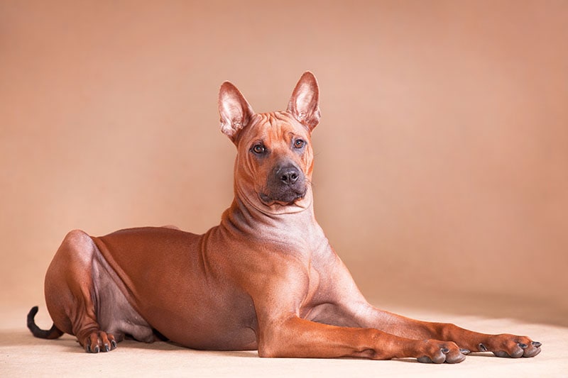 red thai ridgeback