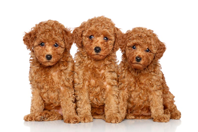 Red Toy Poodle Facts Origin History
