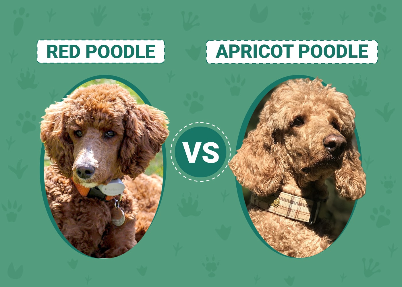 Red Vs Apricot Poodle The Differences