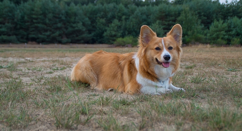 red welsh corgi lying on the grass