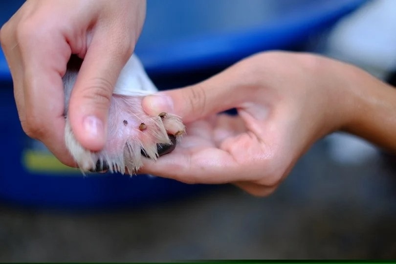removing mite and flea from dog paw