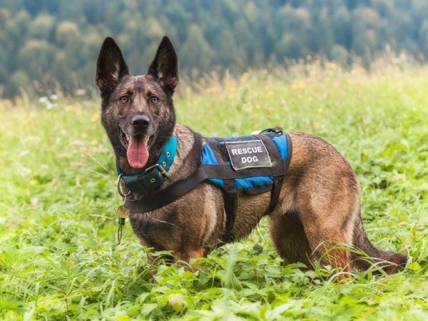 rescue dog on the meadow