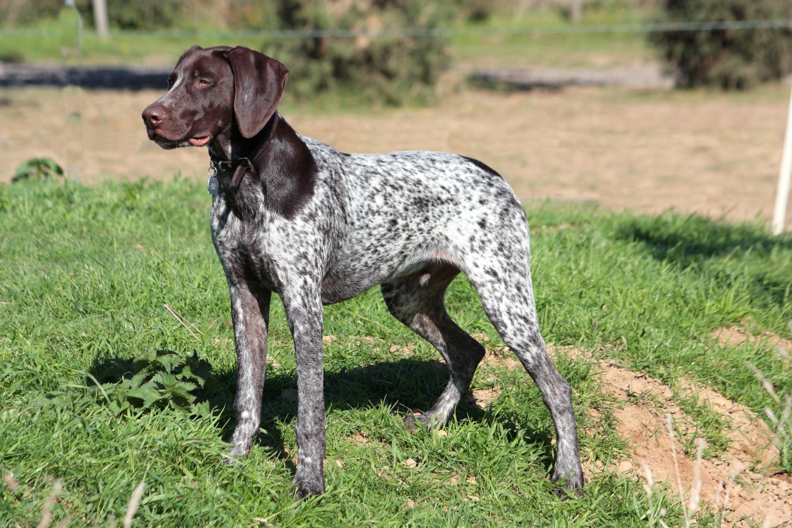 Pointer Dog standing on grass