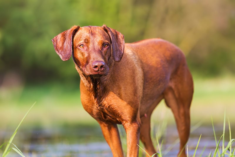 portrait picture of a Rhodesian Ridgeback at a pond