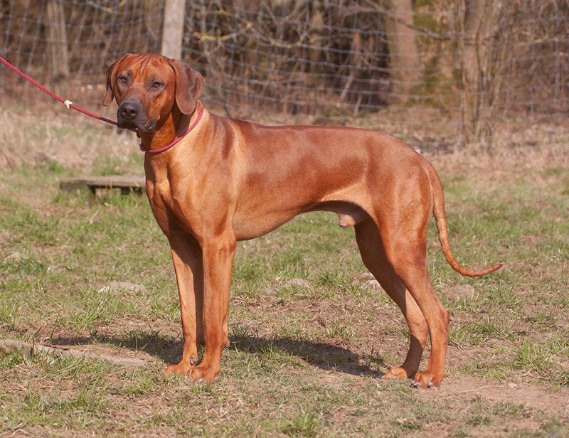 rhodesian ridgeback dog on a leash outdoor