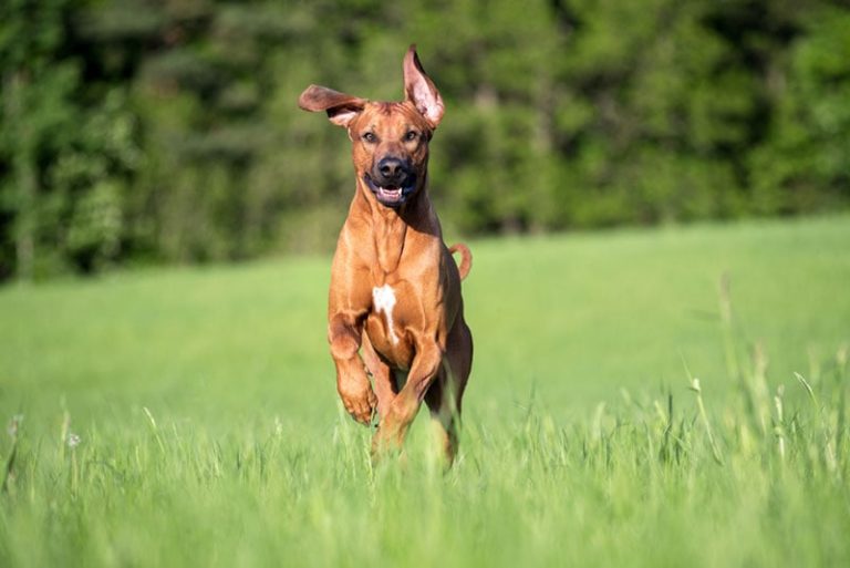 How Fast Can Rhodesian Ridgebacks Run? Facts & Comparison Chart – Dogster