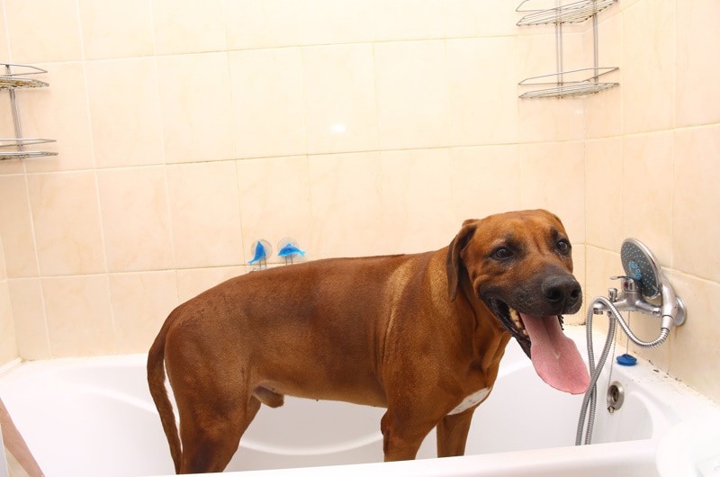 rhodesian ridgeback having a bath