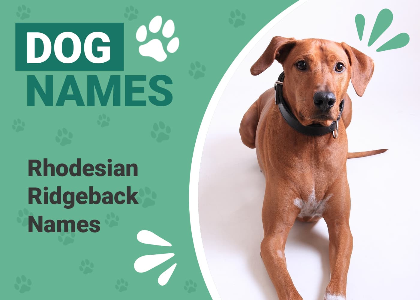 150+ Popular & Unique Rhodesian Ridgeback Names Ideas for Grand Guard