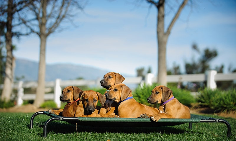 Rhodesian Ridgeback puppies lying on elevated dog bed
