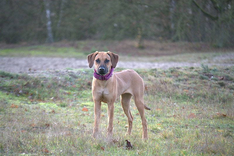 rhodesian ridgeback puppy standing on grass