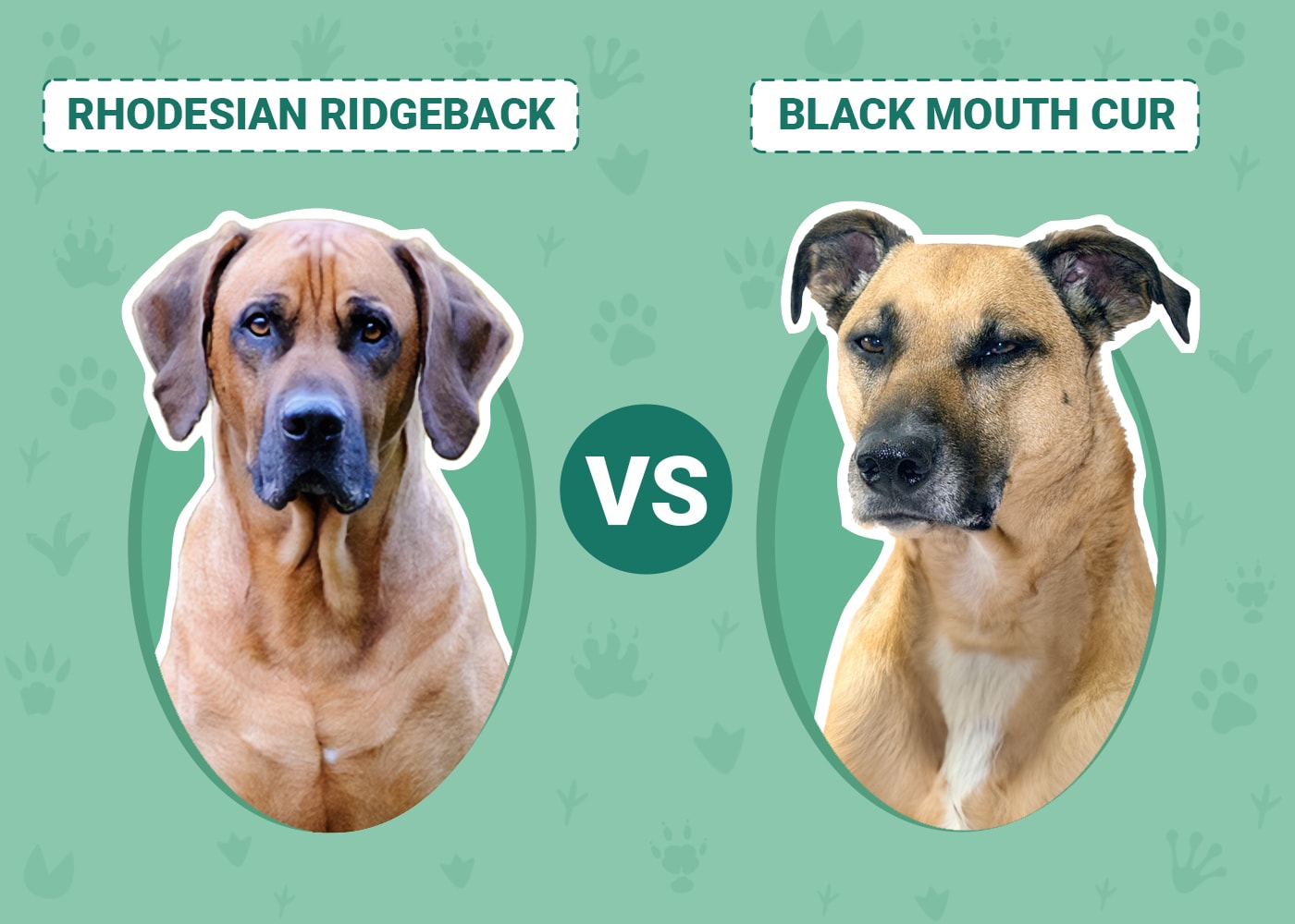 Rhodesian Ridgeback vs Black Mouth Cur