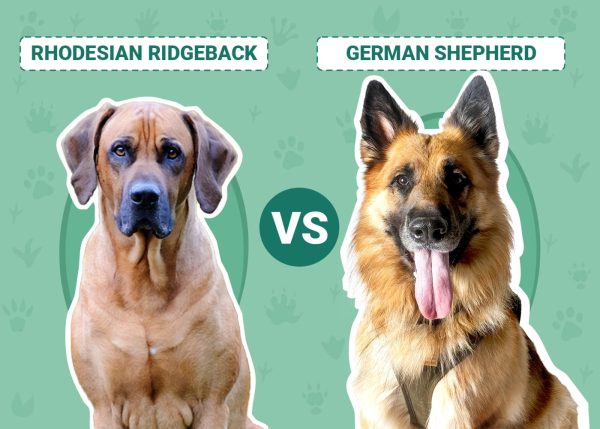 Rhodesian Ridgeback vs. German Shepherd