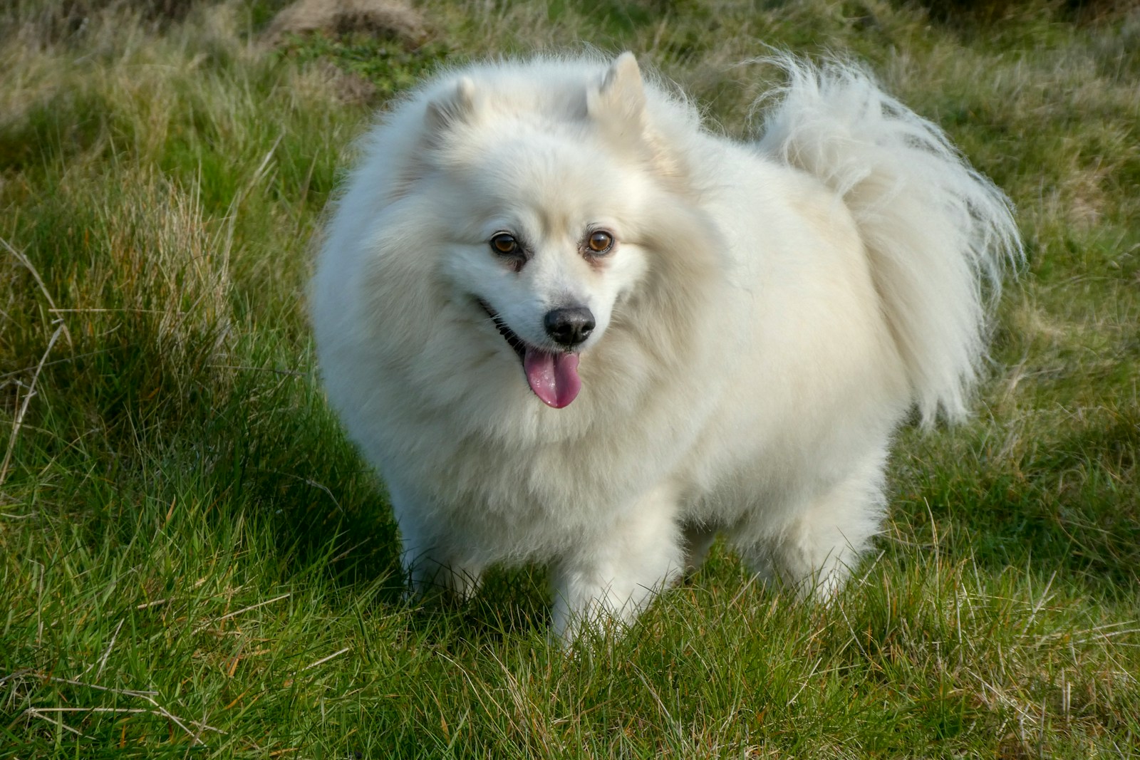 American Eskimo dog standing on grass