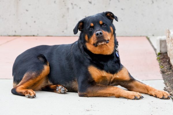 roman rottweiler lying