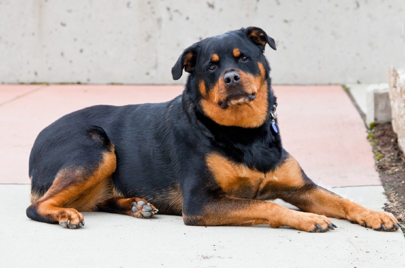 roman rottweiler