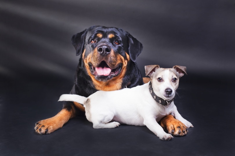 rottweiler and jack russel terrier together