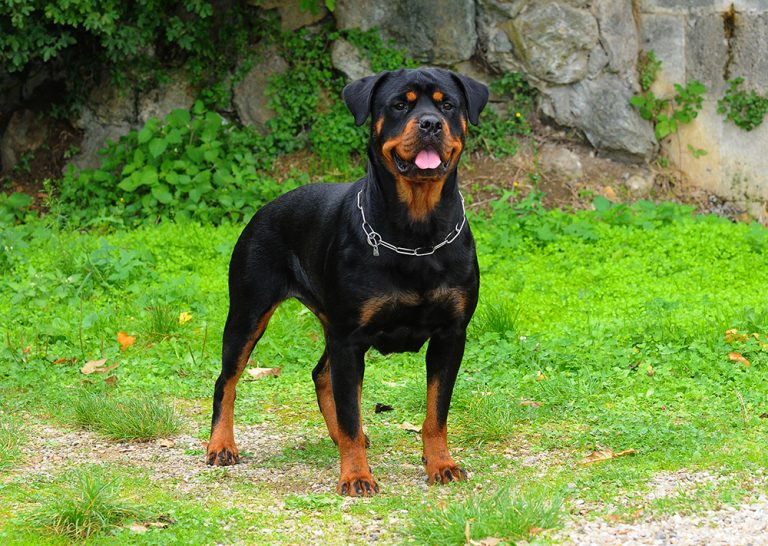 20 Most Expensive Dog Breeds in 2026: Info, Pricing & Pictures – Dogster