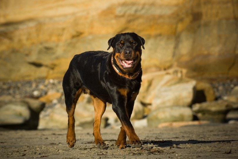 Rottweiler walking on sand beach