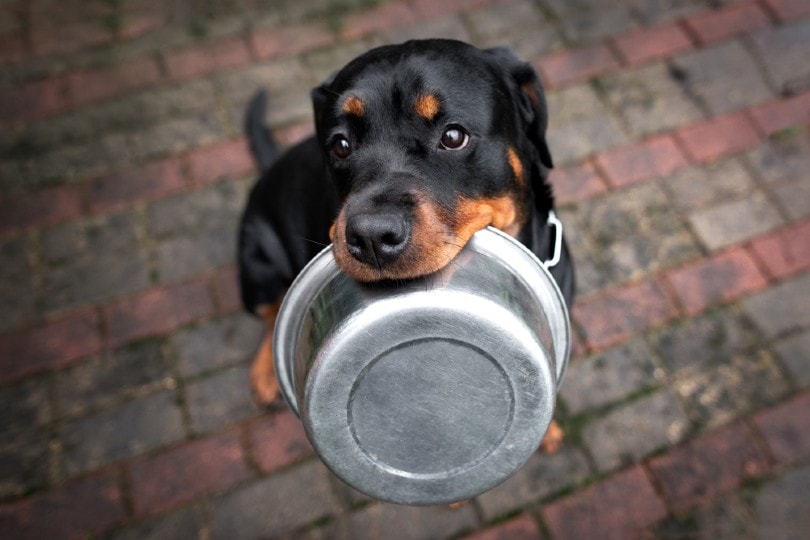 rottweiler puppy done eating