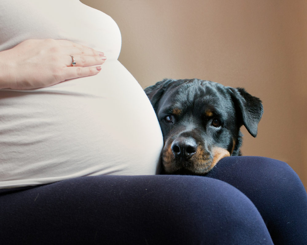 rottweiler puppy sitting next to a pregnant woman
