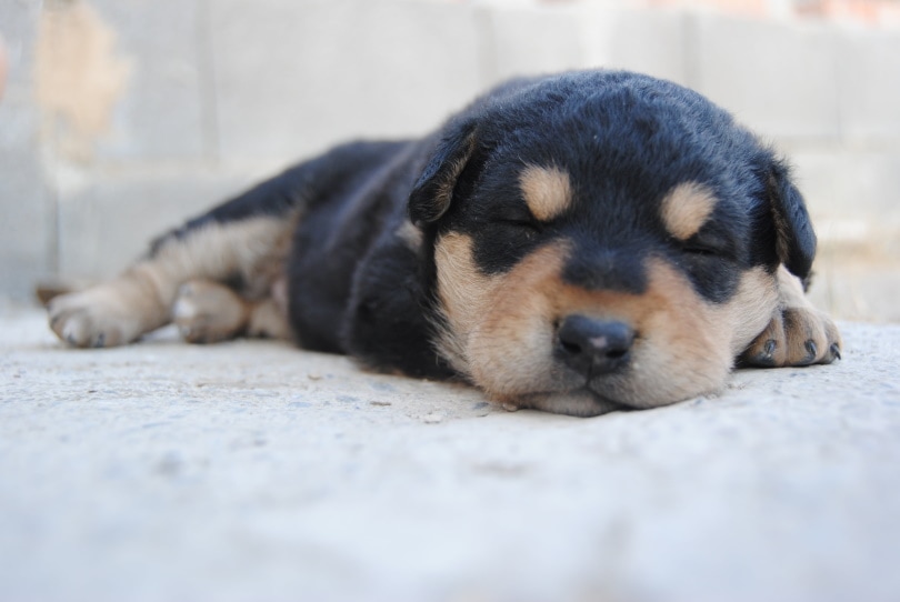 rottweiler puppy sleeping