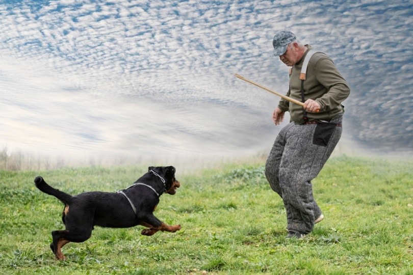 rottweiler training