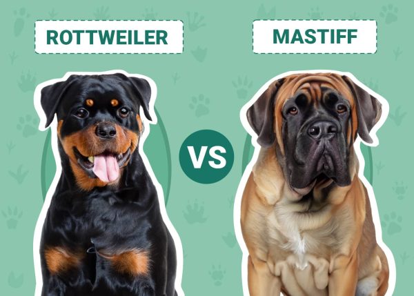 Rottweiler vs Mastiff