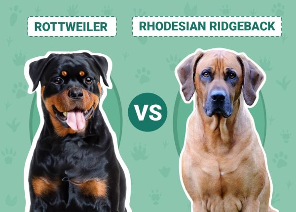 Rottweiler vs. Rhodesian Ridgeback