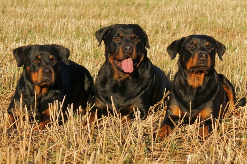 rottweilers