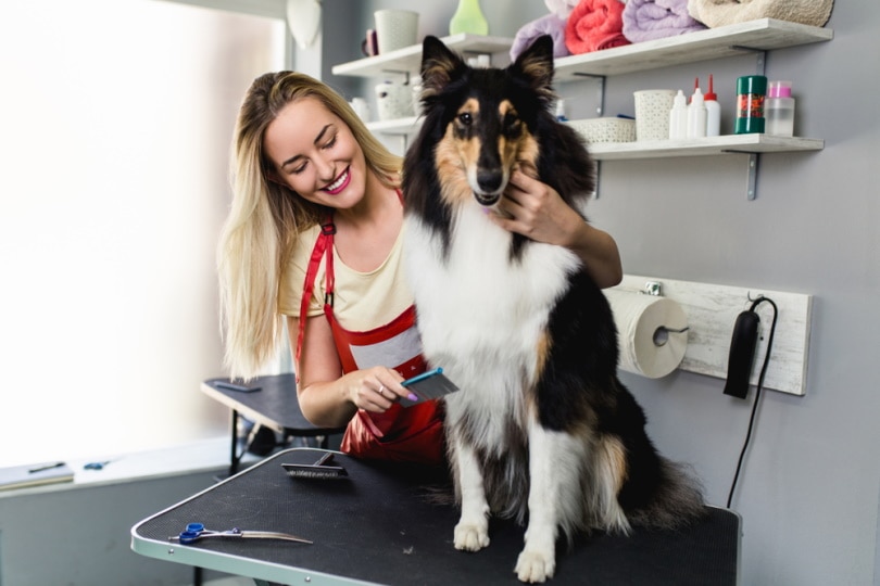 rough collie grooming