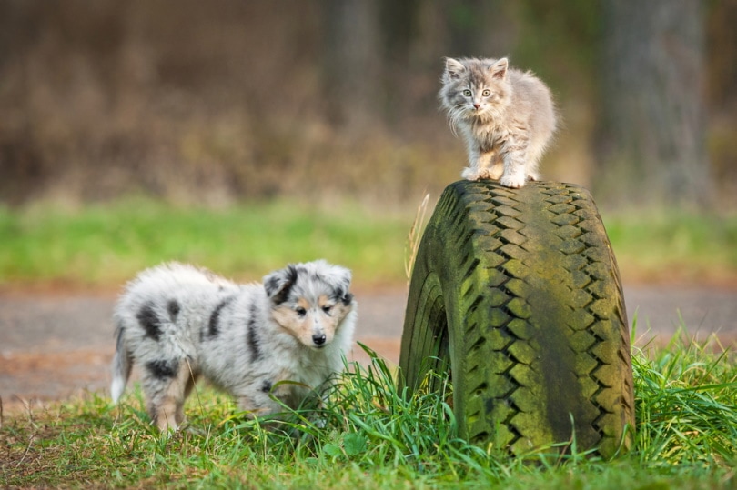 rough collie puppy and kitten playing