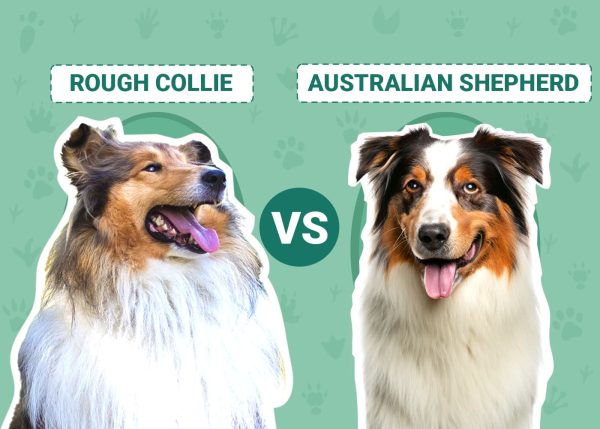 Rough Collie vs Australian Shepherd