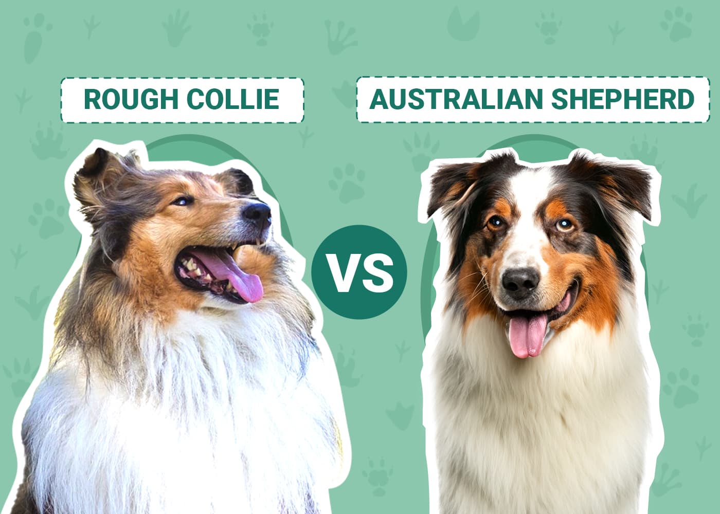 Rough Collie vs Australian Shepherd
