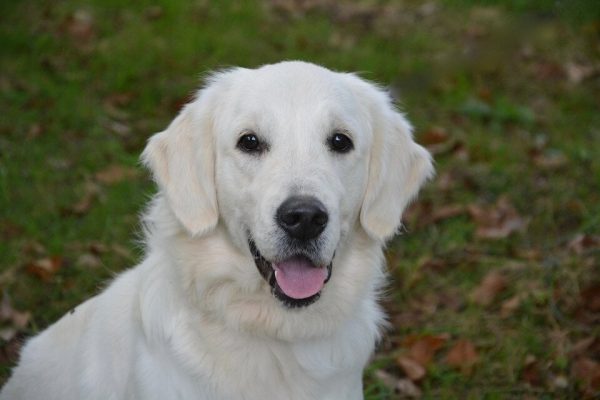 female golden retreiver