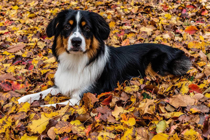 Miniature,American,Shepherd,Dog,Portrait female