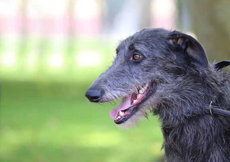 scottish deerhound staghound outdoor profile