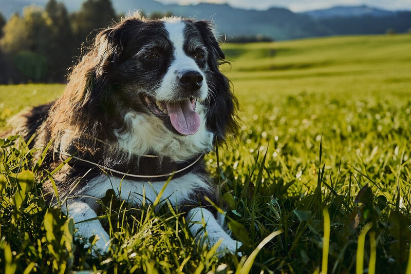 Male Miniature American Shepherd