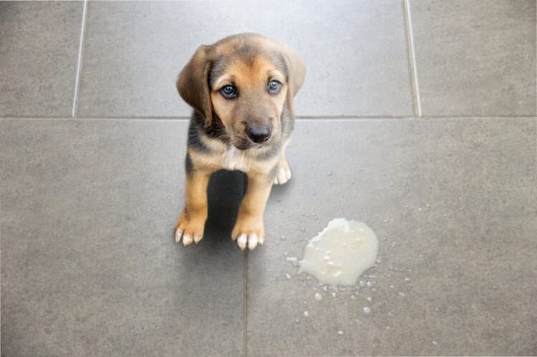 puppy vomit