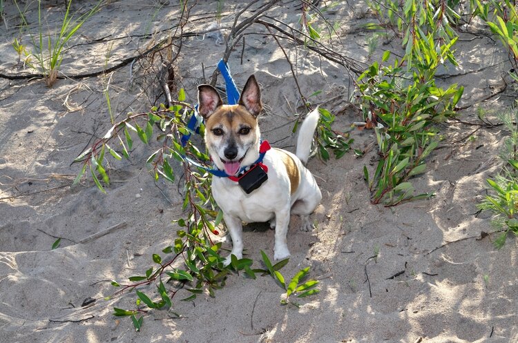 A cute dog