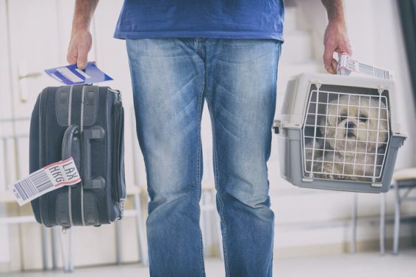 dog in airport carrier