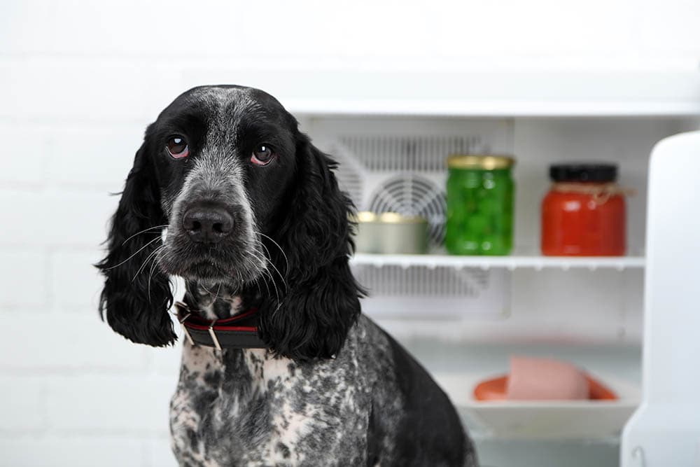 russian spaniel in front of fridge