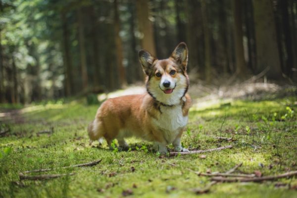 sable corgi standing in the grass