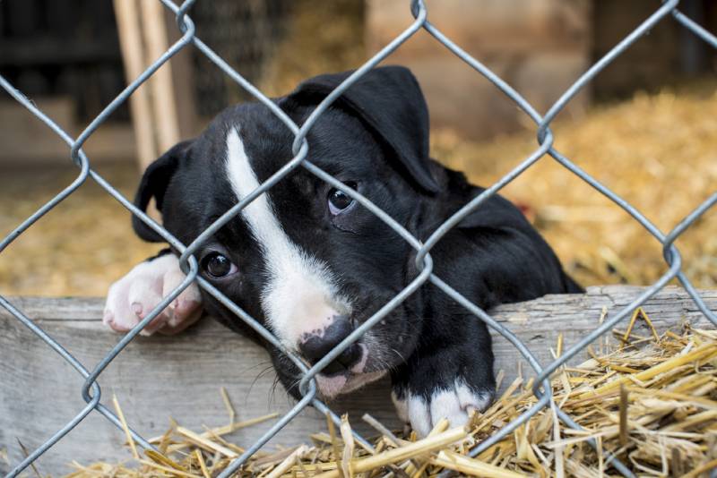sad black and white puppy in a puppy mill