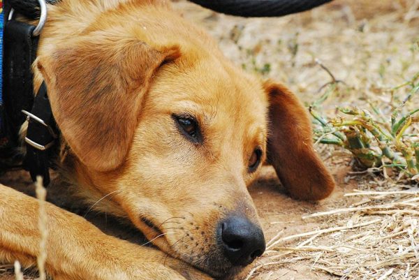 sad brown dog