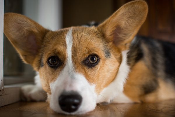 sad corgi alone at home