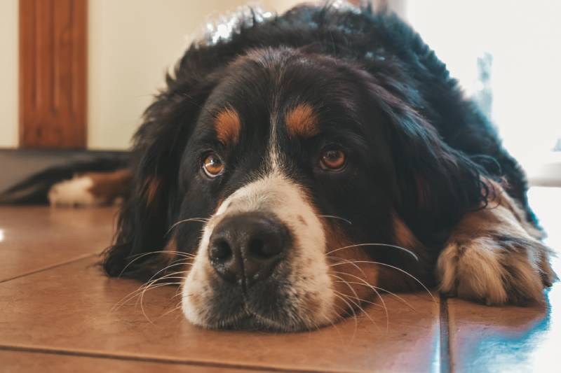 sad dog lying on the floor