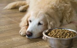 How Long Can a Dog Go Without Food? Vet-Verified Facts & FAQ – Dogster