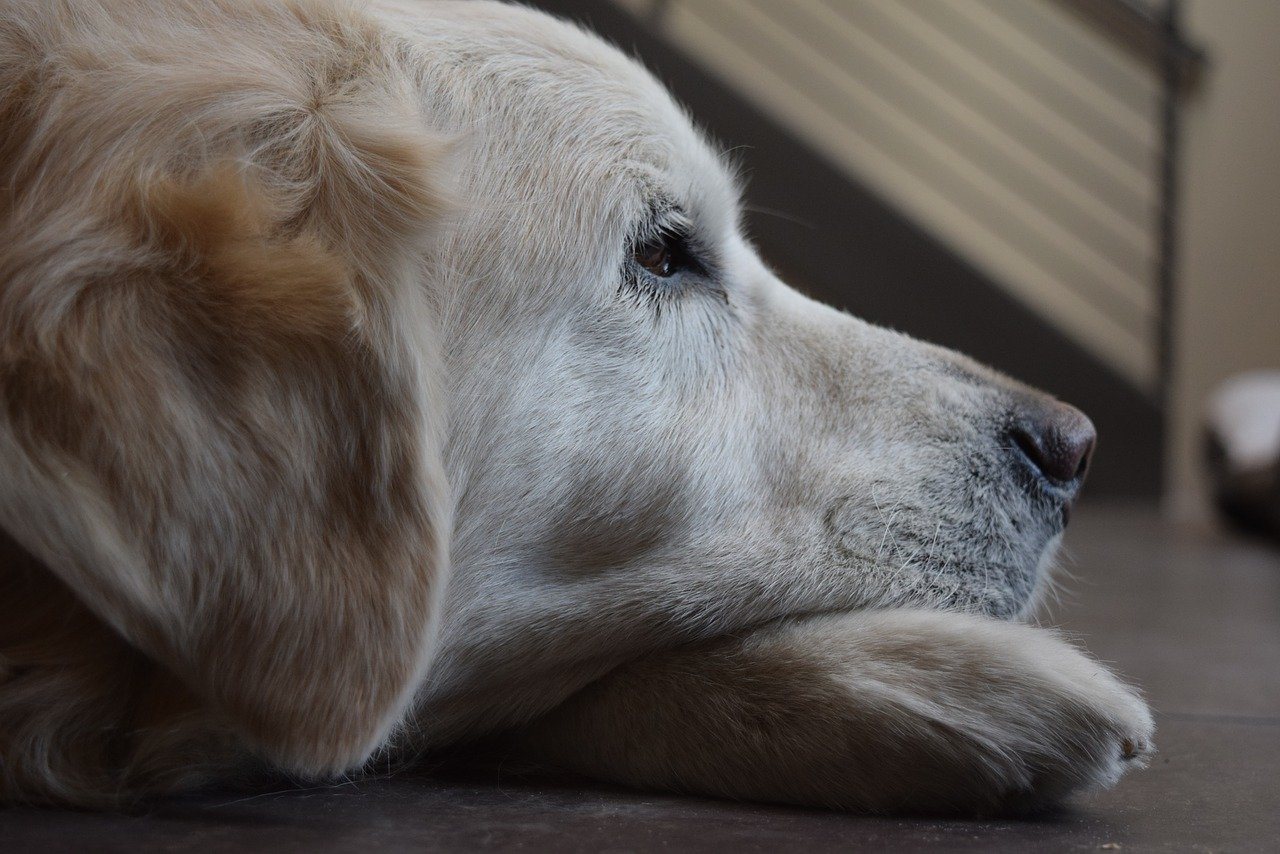 sad golden retriever