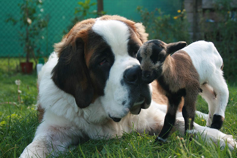 saint bernard and a little goat